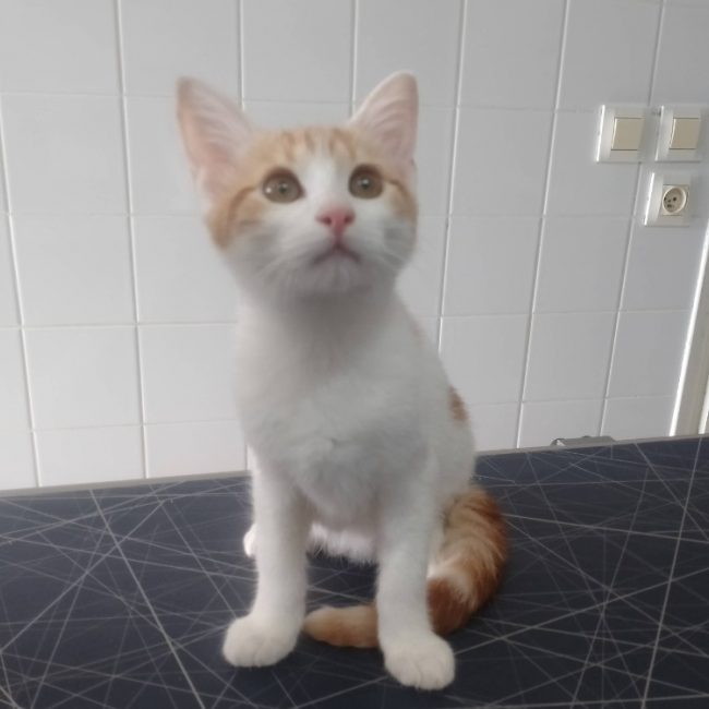 Doby - Chat Européen à adopter