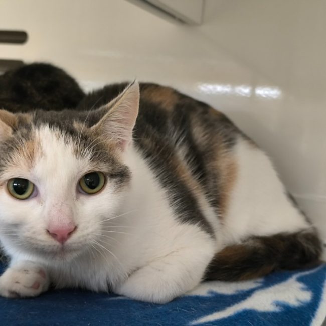 Beline - Chat Européen à adopter