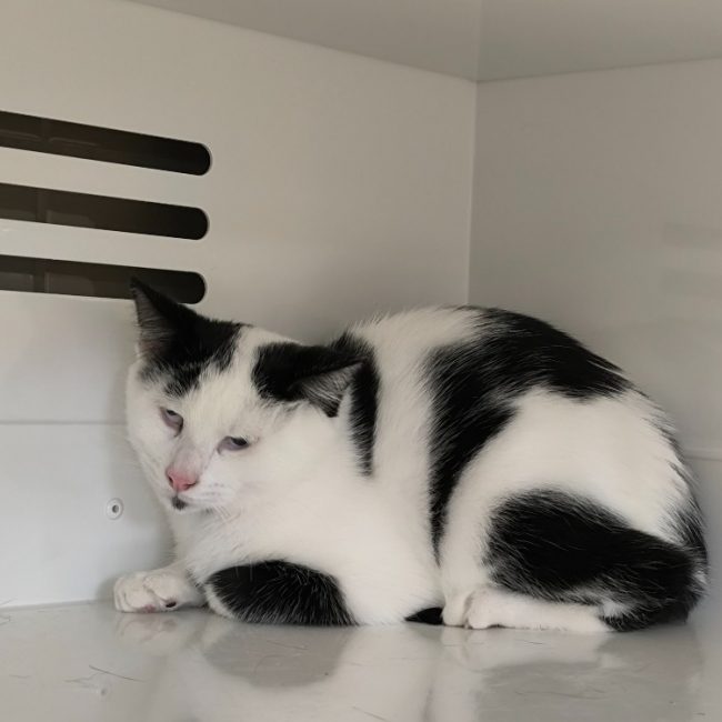 Marguerite - Chat Européen à adopter