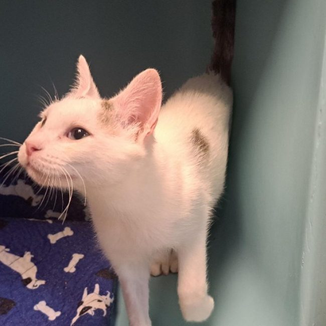 Black cat widow - Chat Européen à adopter