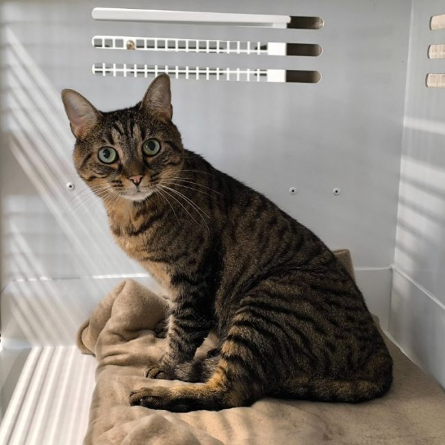 Belina - Chat Européen à adopter