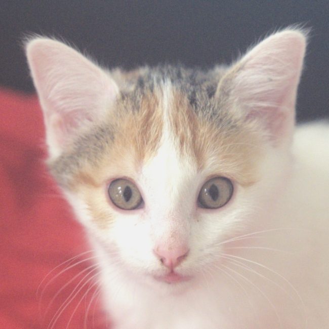 Kirsch - Chat Européen à adopter