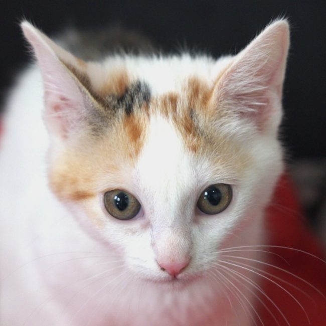 Calva - Chat Européen à adopter