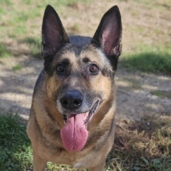 Drash - Chien Berger Allemand à adopter