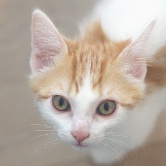 Kefir - Chat Européen à adopter
