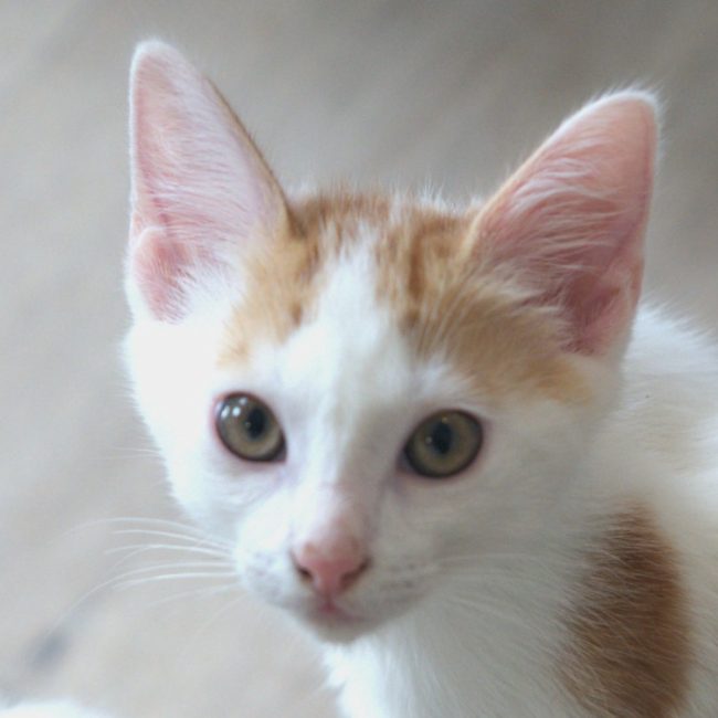 Sake - Chat Européen à adopter