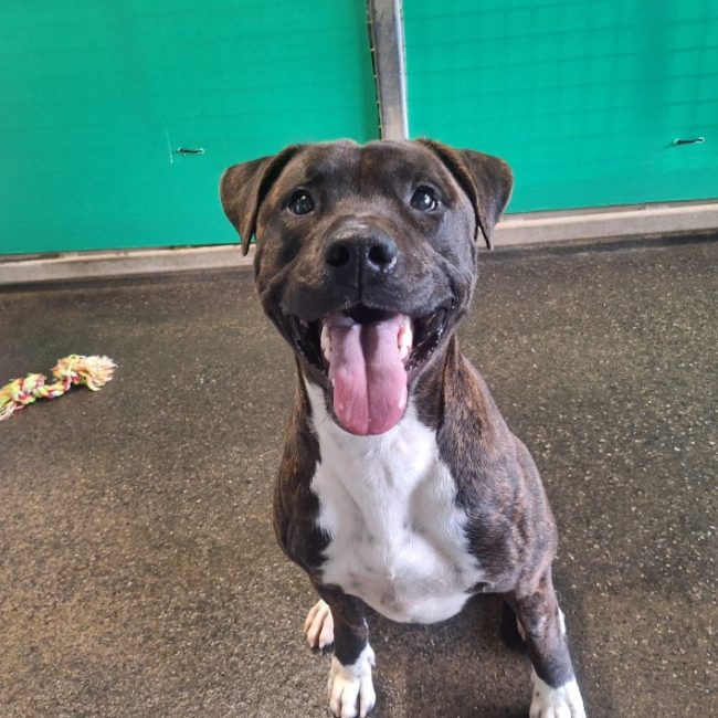 Jumper - Chien Bouledogue Américain à adopter