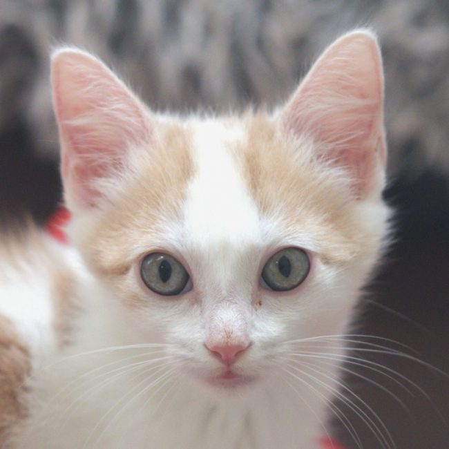 Brandy - Chat Européen à adopter