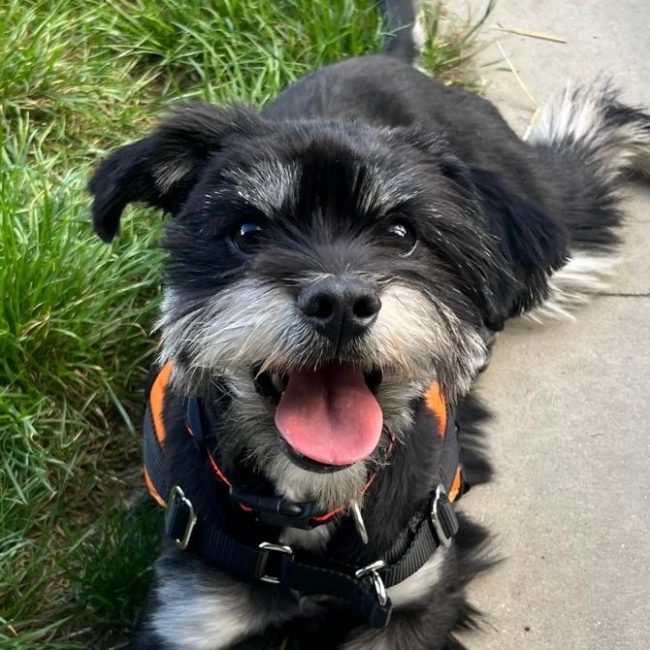 Killian - Chien à adopter