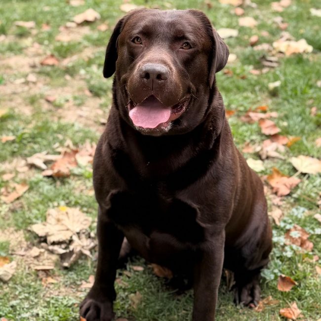Max - Chien à adopter
