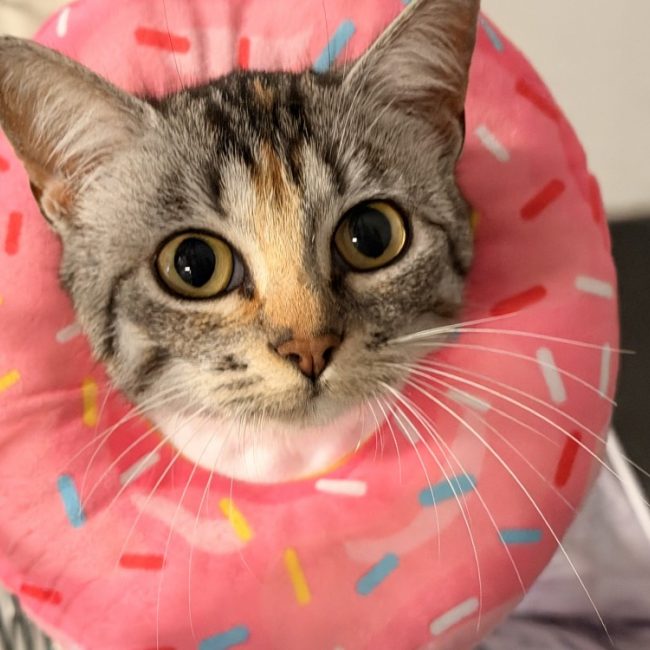 Tutti frutti - Chat Européen à adopter