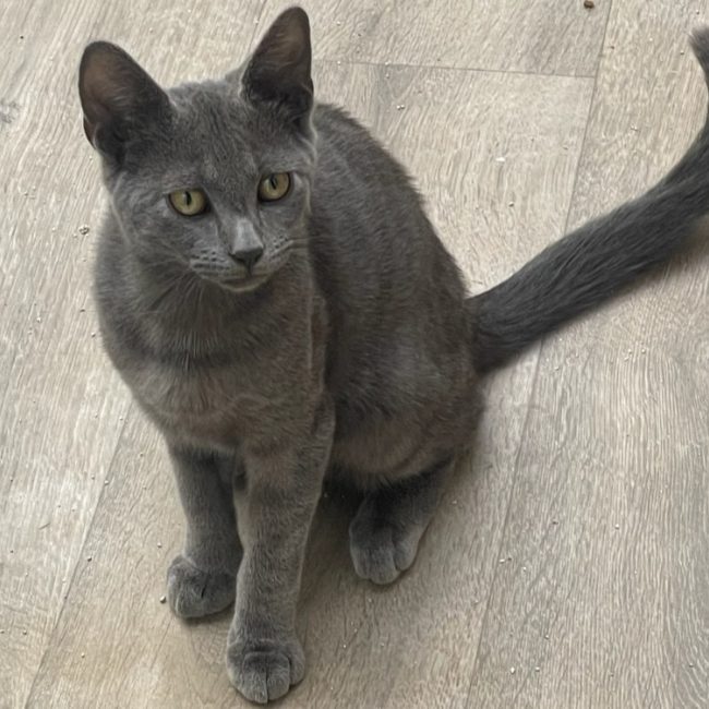 Prince - Chat Européen à adopter