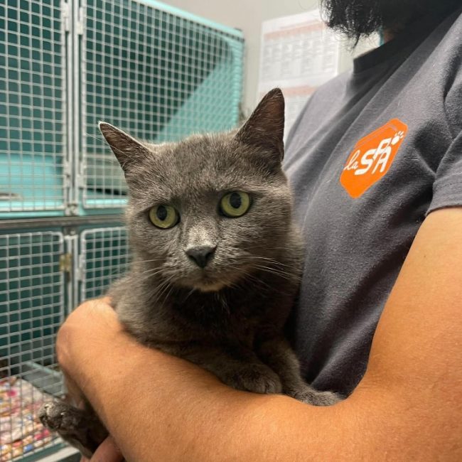 Pirouette - Chat à adopter