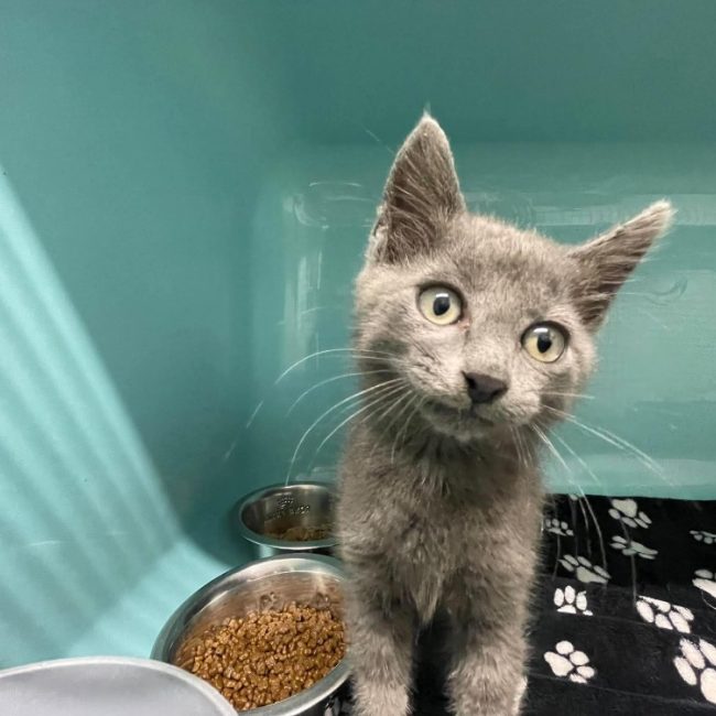 Pixou - Chat à adopter