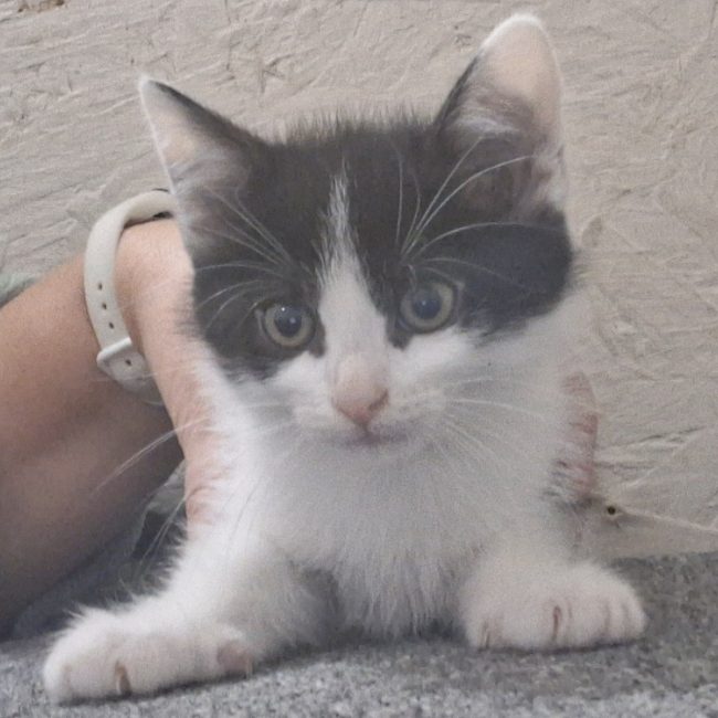 Babybelle - Chat Européen à adopter