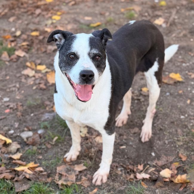 Dahia - Chien à adopter