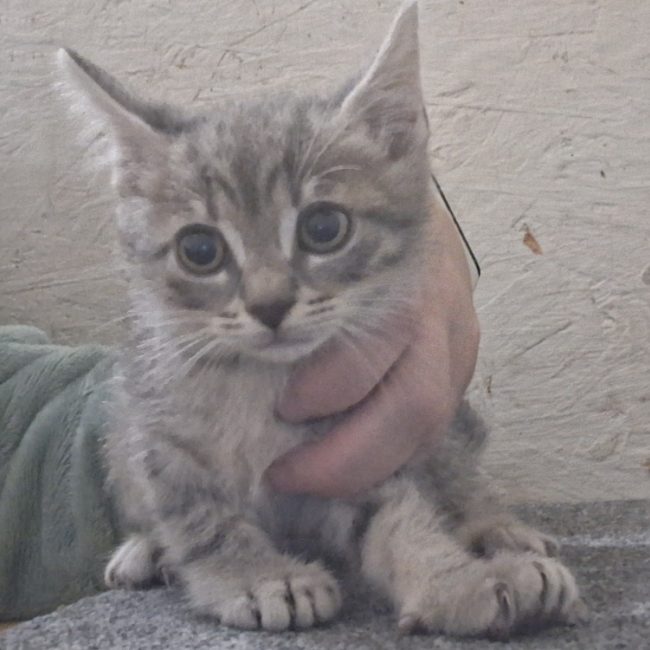 Kiri - Chat Européen à adopter