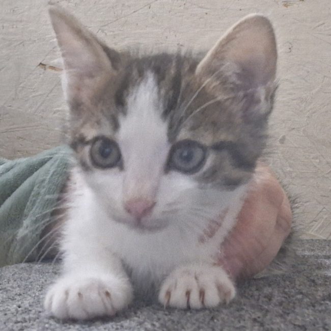Pti louis - Chat Européen à adopter