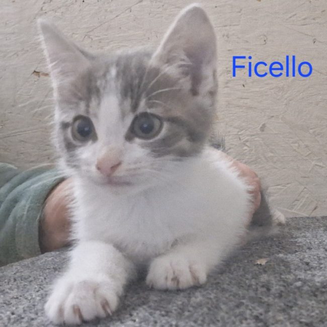Ficello - Chat Européen à adopter