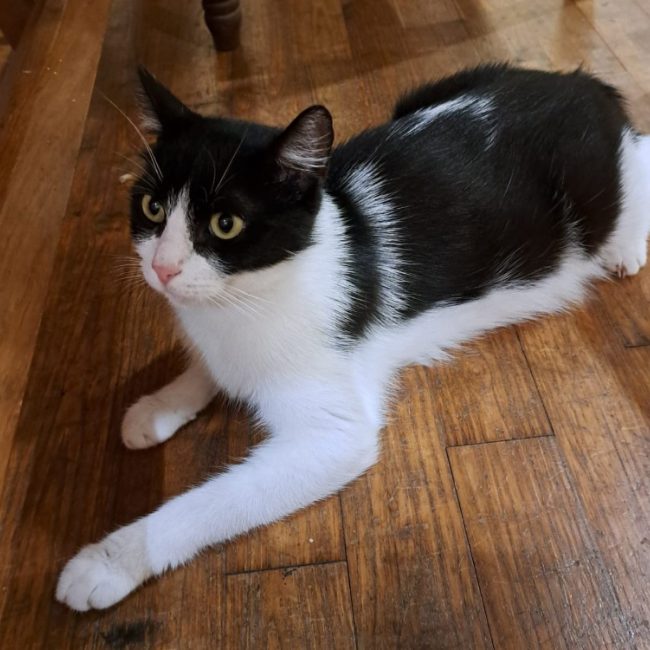 Freya - Chat à adopter