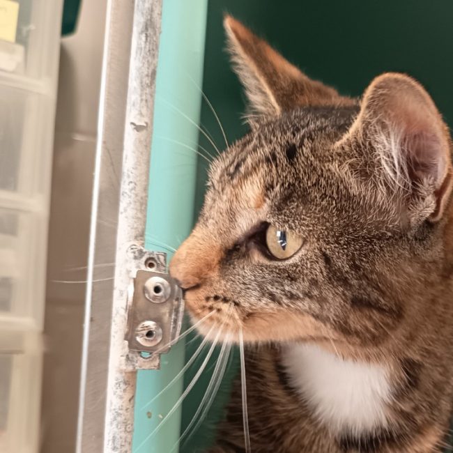 Lisa - Chat Européen à adopter