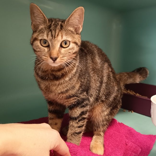 Mona - Chat Européen à adopter