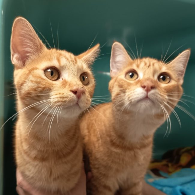 Malabar - Chat Européen à adopter