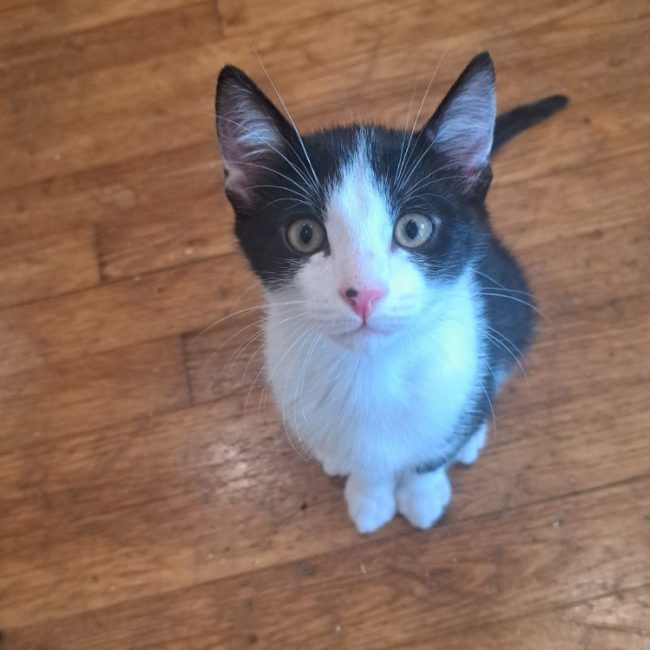 Mikado