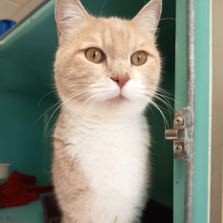 Eugene - Chat Européen à adopter