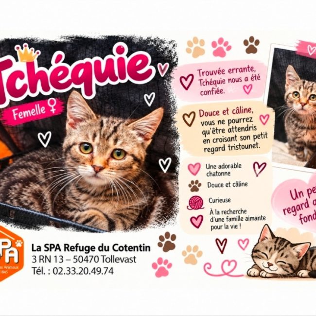 Tchéquie réservé - Chat Européen à adopter