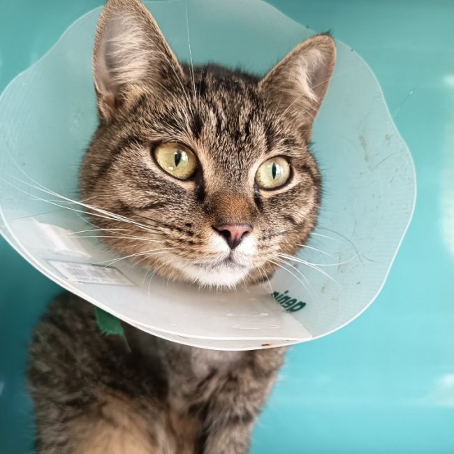 Jay - Chat Européen à adopter