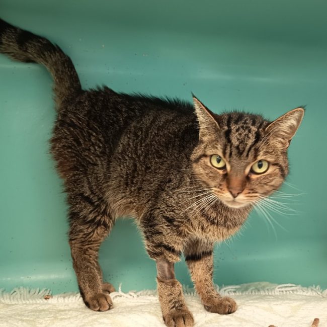 Luna - Chat Européen à adopter