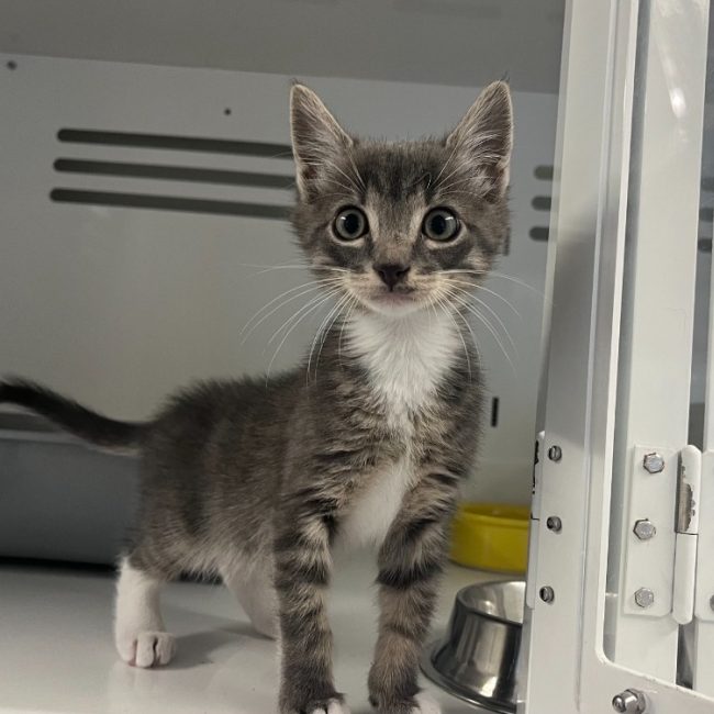 Boubou - Chat Européen à adopter