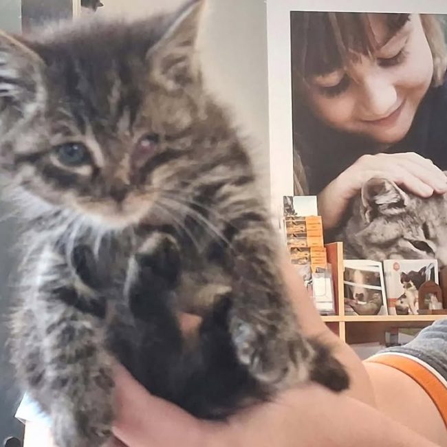 Erwin - Chat Européen à adopter