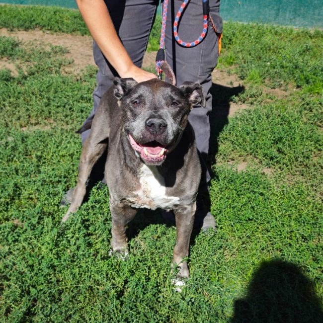 Irko - Chien à adopter
