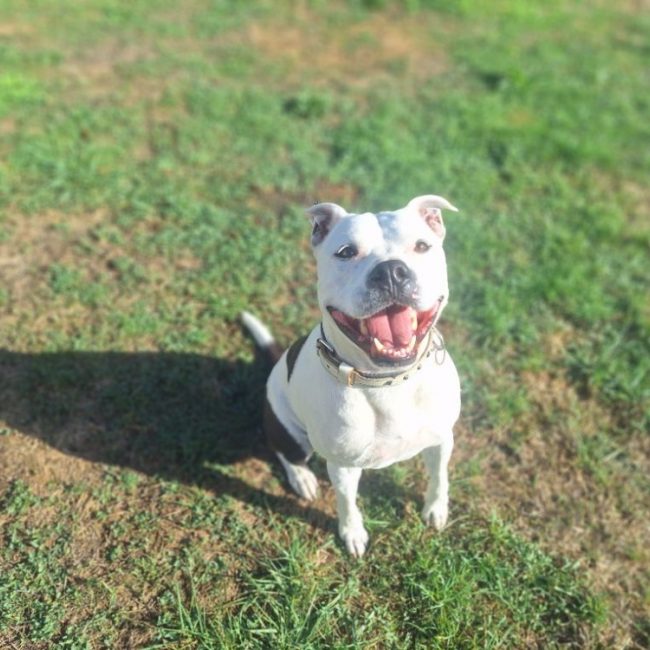 Reksi