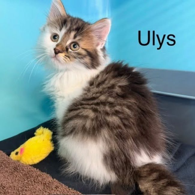 Ulys