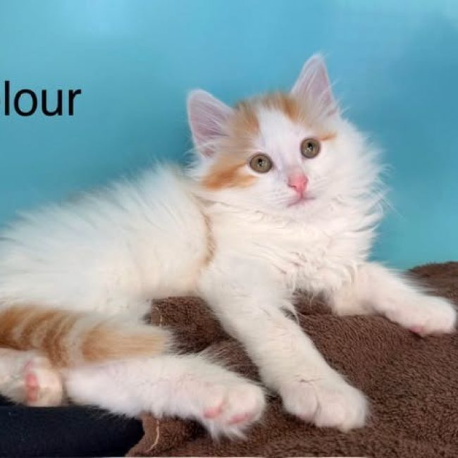 Velour
