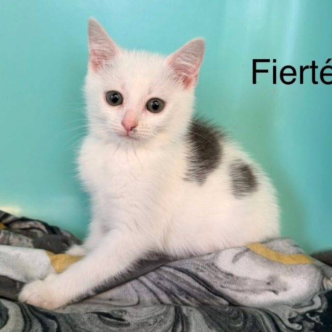 Fierté - Chat Européen à adopter
