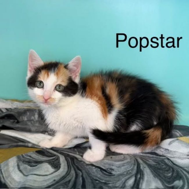 Popstar - Chat Européen à adopter