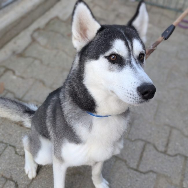 Zeus