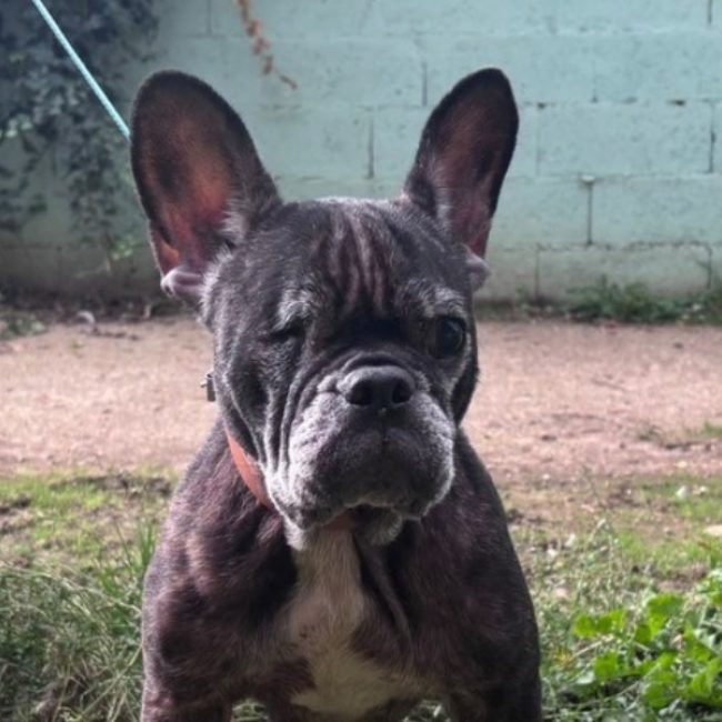 Lilye - Chien Bouledogue Français à adopter