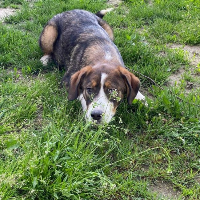 BELLE - Chien à adopter