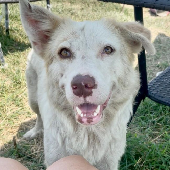 BELLE - Chien à adopter