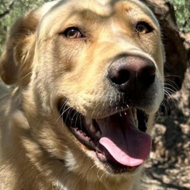 BILBO - Chien Labrador-Retriever à adopter