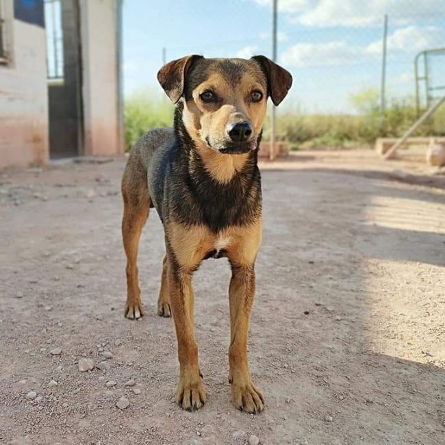 BOMBON - Chien à adopter