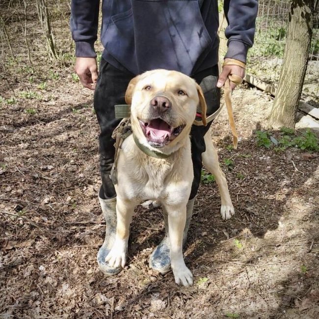 BRUCE - Chien Labrador-Retriever à adopter