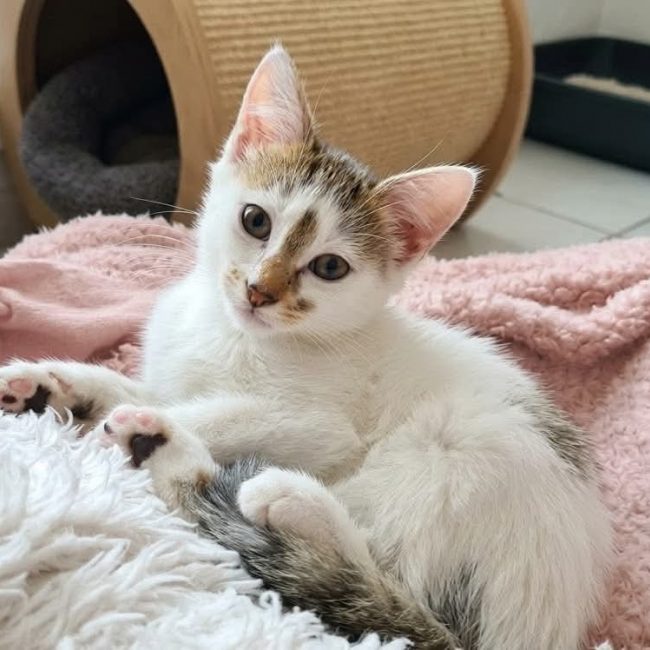 Plume - Chat Européen à adopter