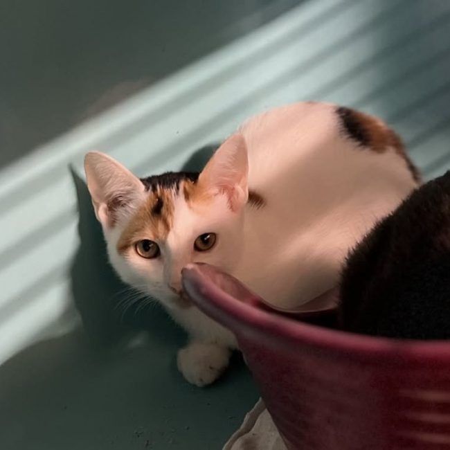 Kera - Chat Européen à adopter
