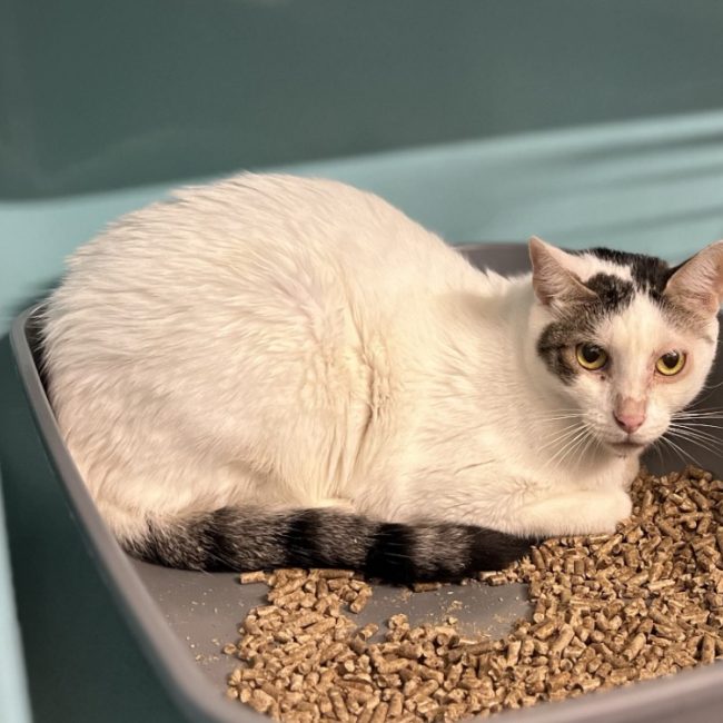 Kiara - Chat Européen à adopter